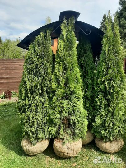 Туя смарагд экстра