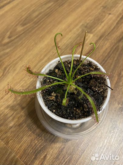 Росянка капская