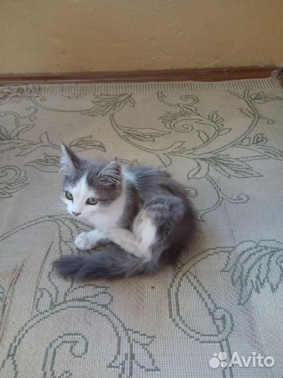 Котенок ищет хозяина