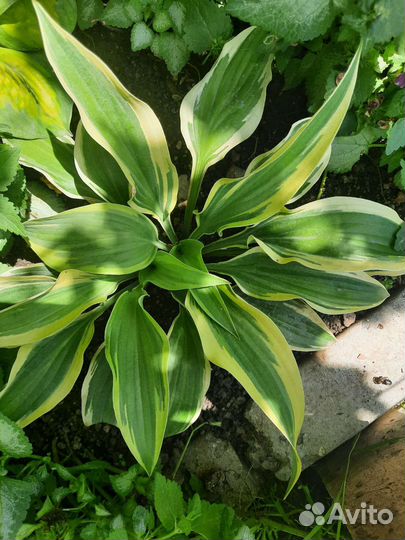 Хоста растение