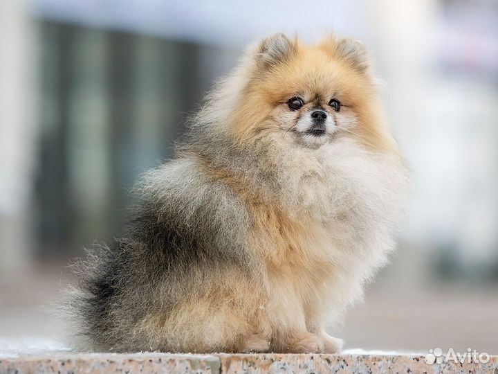 Щенки шпица мини мишка