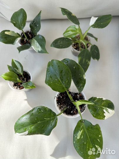 Филодендрон white Wizard