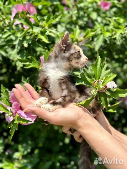 Отдам в добрые руки