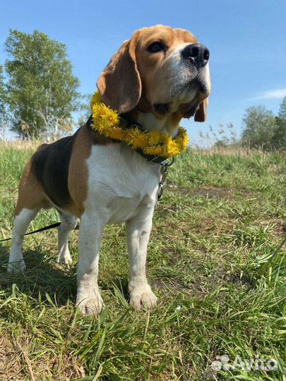 Бигль для вязки