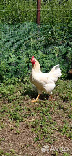 Петух леггорн легорн 6 месяцев