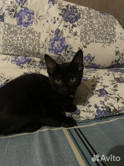 Котята