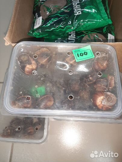 Виноградные улитки живые