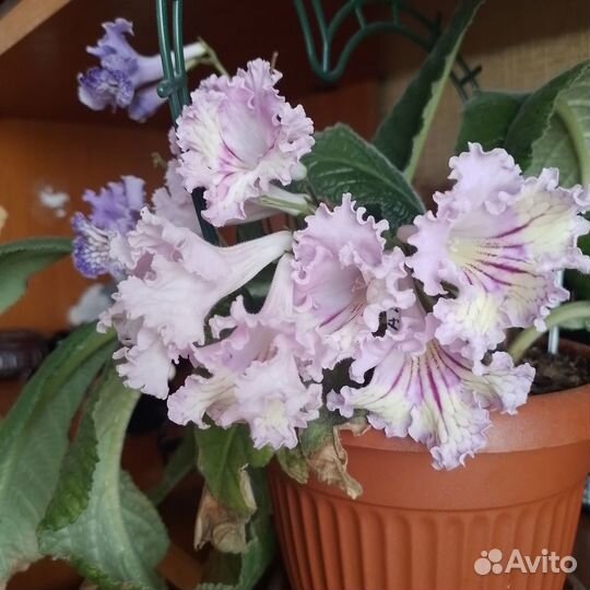 Стрептокарпусы