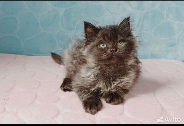Котенок мальчик и девочка 2 мес