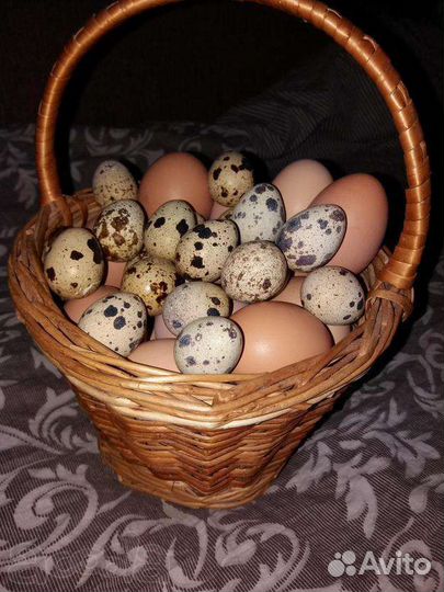 Мясо перепелов