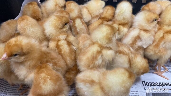 Суточные курочки Ломан Браун в Каневском районе