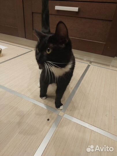 Отдам бесплатно кошку