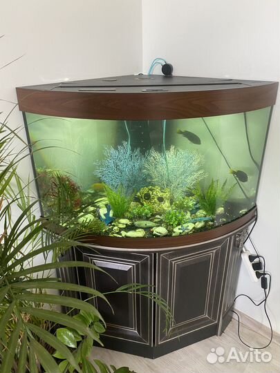 Панорамный угловой аквариум juwel 200 Л