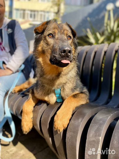 Собака в добрые руки