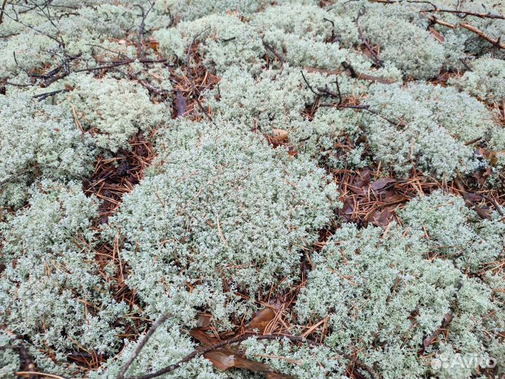 Мох кормовой ягель для животных