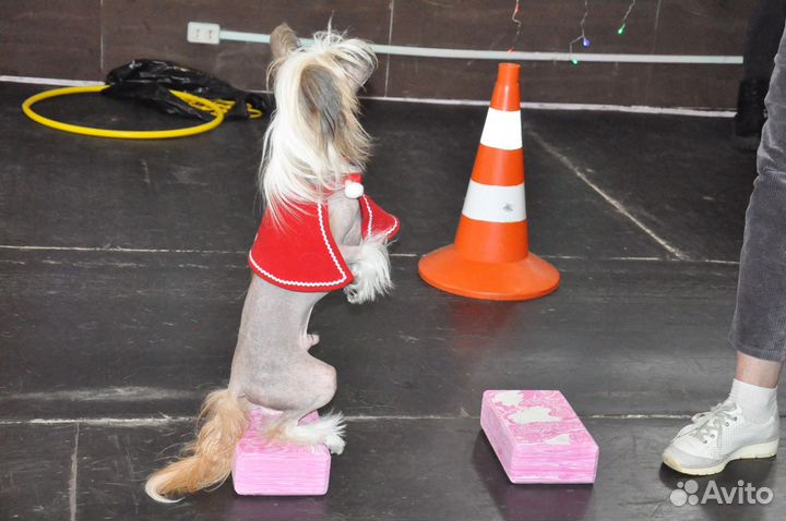 Дрессировка собак кинолог