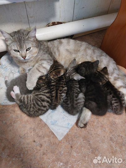 Котята от британской кошки