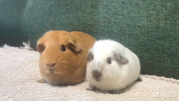 Морские свинки