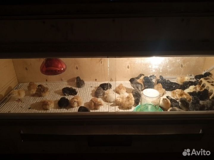 Продам цыплят