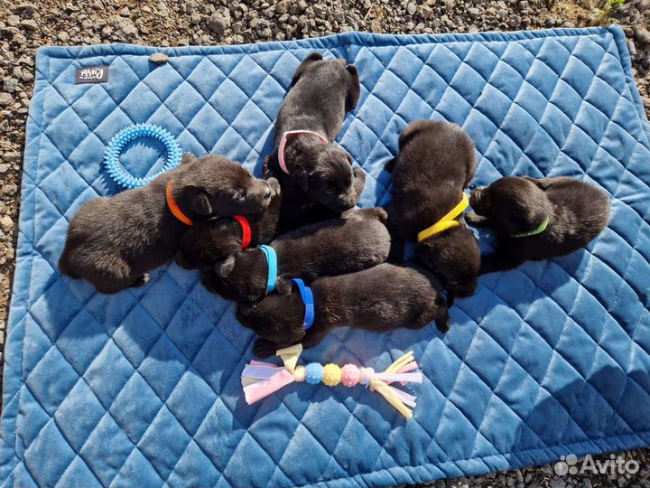 Щенки метисы