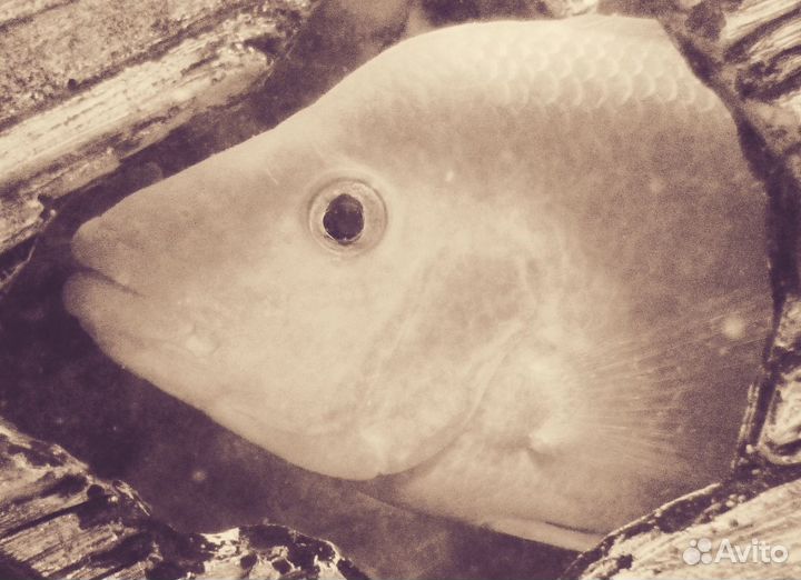 Обслуживание аквариумов