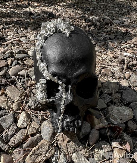 Череп из гипса