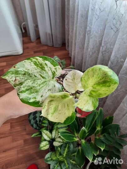 Эпипремнум Сциндапсус Хеппи Лиф