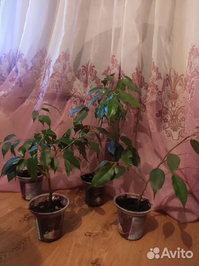 Фикус бенджамина