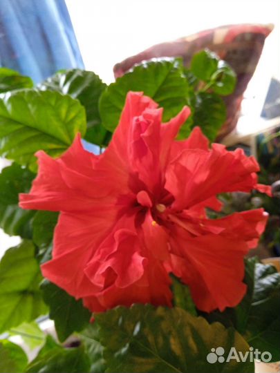 Гибискус (китайская роза)