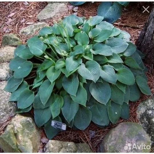 Хосты 7 Мини