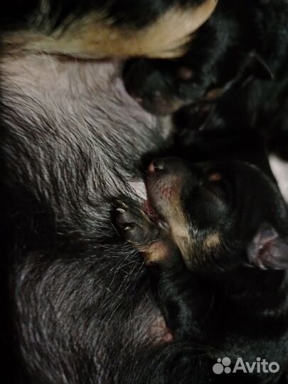 Мини той-терьер щенки