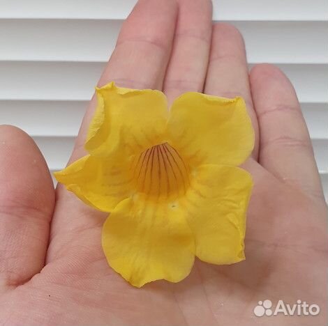 Алламанда Allamanda schottii укорененные черенки