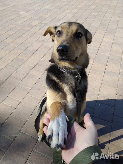 Собака в добрые руки