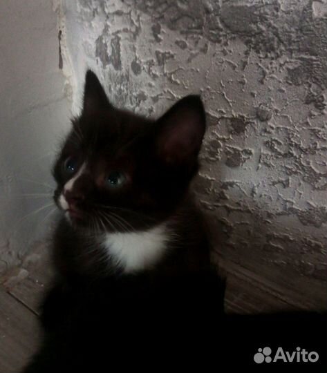Котенок