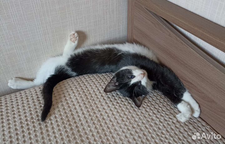 Котёнок Любава