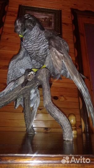 Чучело птиц