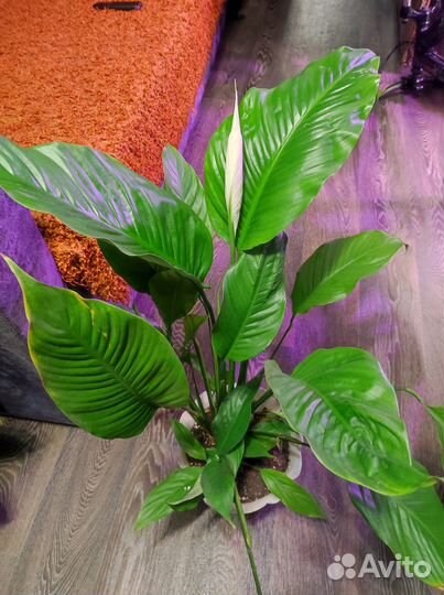 Спатифиллум