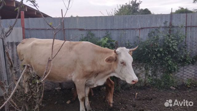 Корова стельная дойная объявление продам