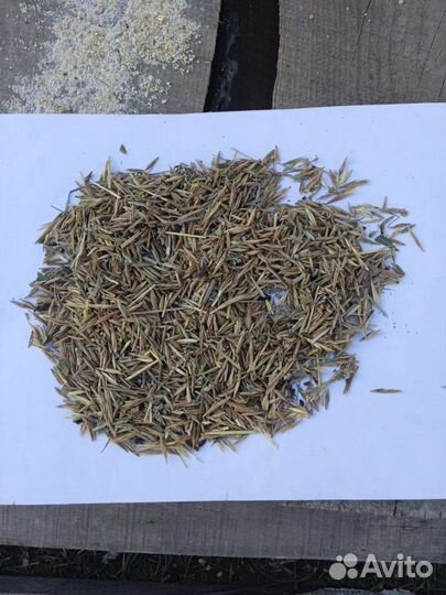 Семена костра