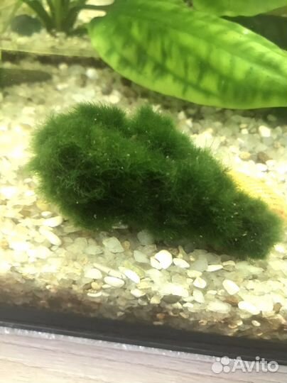 Аквариумные растения