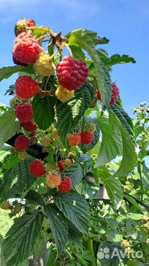 Малина саженцы