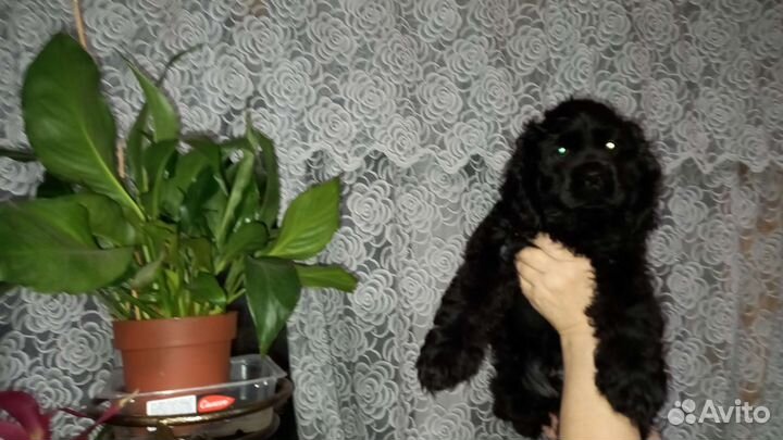 Кокер спаниель