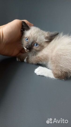 Котенок(кот)