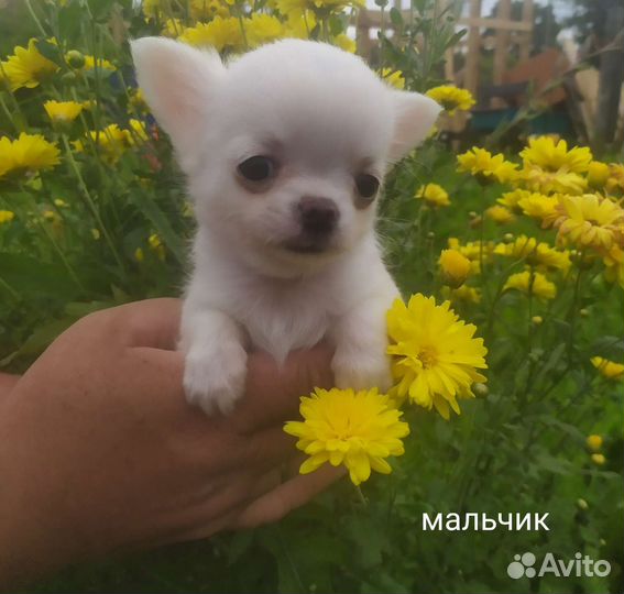 Чихуахуа