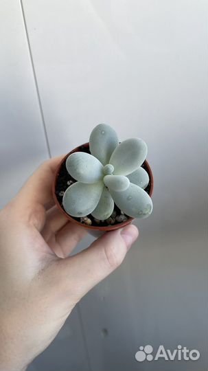 Суккуленты Пахифитум Овиферум