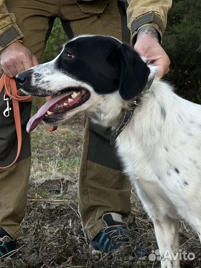 Собака в добрые руки