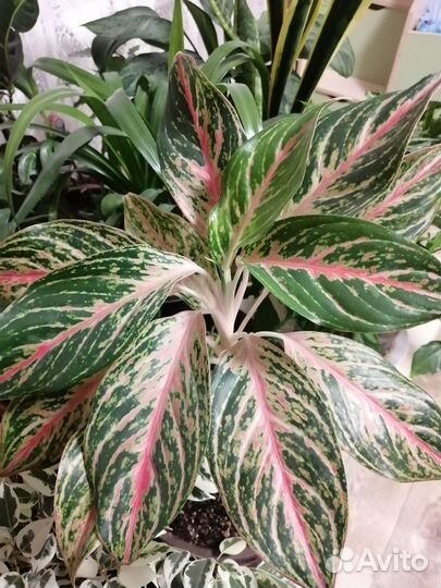 Аглаонема Butterfly