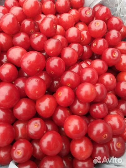 Вишня свежая