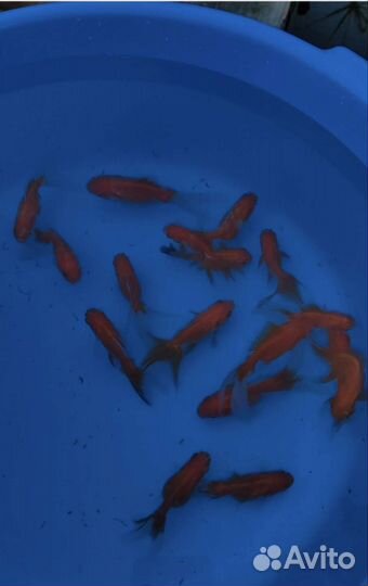 Золотые рыбки