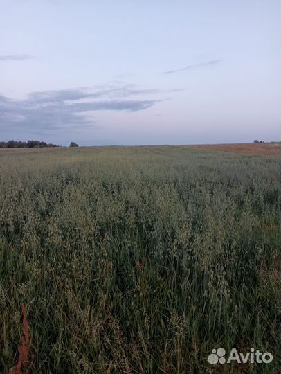 Овёс пшеница